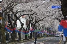 [르포] 제주 봄꽃 하영 피었수다 벚꽃 없는 벚꽃 축제 걱정 덜었지만…