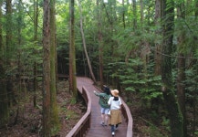 서귀포치유의숲 입장 인원 제한 전면 해제…사전예약제도 완화