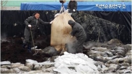 자연순환연구소의 ST미네랄 활성제 진천군 현장에 투여