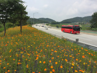 축구장 70배 넓이... 도로공사, 고속도로 야생화 화단 조성