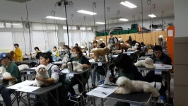 애완동물전공 등 전문가 부족…전공 선택하기 적절한 시기