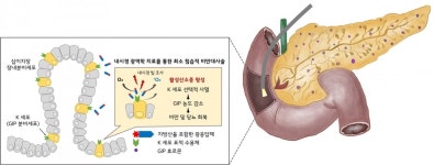 빛 쬐어 비만 대사성 질환 고치는 날 올까