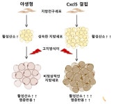 서울대 연구팀, 지방세포 분화의 새로운 유전자 발견