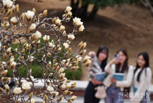 캠퍼스에 찾아 온 봄의 전령사 목련 활짝