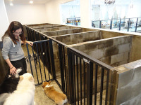 약국 안에 애견카페…복합공간으로 변신