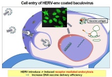 바이러스의 선물...HPV 유전자 치료백신 개발 도전장