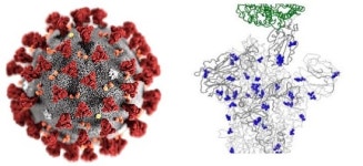 코로나 19 치료제 글로벌 임상 66건...국내사는 전무