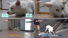 TV동물농장 1년째 방에서 안나오는 토리의 비밀