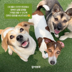 전현무x도그어스플래닛 RE-Home, 다시 집으로 연말 사료 기부 이벤트 실시