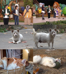 ‘동물농장’ 어떻게 고양이 이름이 ‘잘난 척’?