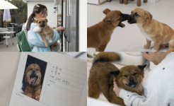 ‘TV동물농장’ 똥개들, 전진 부부와 개(?)약 동거