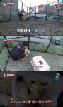 ‘TV 동물농장’ 6마리 새끼 임신한 떠돌이견 구출...최고 5.8%