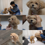 ‘동물농장’ 시각장애인의 ‘천재’ 반려犬 토리