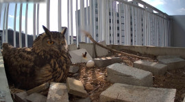 동물농장 도심 속 수리부엉이, 육아까지?