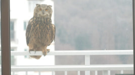 동물농장 도심 속 수리부엉이, 육아까지?