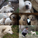 ‘동물농장’ 백구 3남매 이주 작전