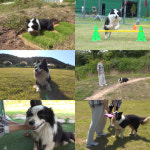 ‘동물농장’ 뱅글뱅글 도는 보더콜리 ‘충성이’