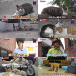 ‘TV동물농장’ 길고양이 눈물 최고 5%