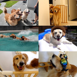 ‘동물농장’ 아.노.조.비 4남매의 초 럭셔리 견공생활