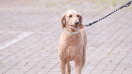 ‘개와 늑대의 시간’ 최애견 푸들 충격 반전