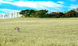 “올 가을엔 여기로!” 전국 가을꽃 명소 대공개