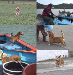 ‘동물농장’ 관매도 공식 껌딱지 커플