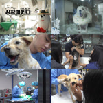 ‘동물농장’ 펫 메디컬다큐, 첫 번째 이야기