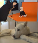 동물농장 동물병원, 풍이의 매력