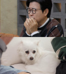 ‘개늑시’ 천안 트라우마견 사연
