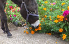 TV 동물농장 까미 & 달빛이와 당나귀