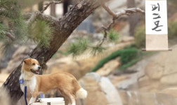 TV 동물농장 똥개 룽지X페이커X푸바오X피그몬 강림