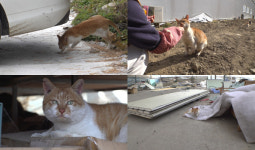 ‘TV동물농장’ 두 다리 고양이