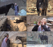 ‘TV동물농장’ 자연馬 광덕이 일상 공개