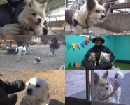 ‘TV동물농장’ 신입X부장 목장견 일상