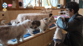 나혼자산다 부산 피자 맛집, 고양이 카페(나혼산)