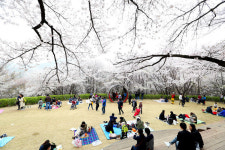 [e톡-봄축제⑤]《안산 벚꽃축제》@서울 서대문구 안산 벚꽃음악회