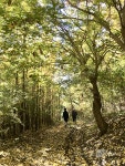 [e-포토] 매봉산, 무리익어 가는 가을 단풍길