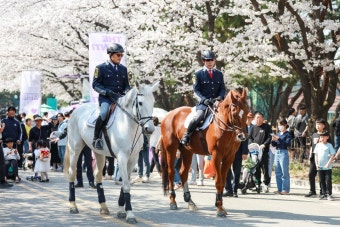 [포토] 마사회(렛츠런파크) 서울 야간 벚꽃축제