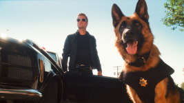 [강규형의 네이처 (4)] 만능견 저먼 셰퍼드‥지상 최고의 견종