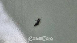 해충인가·익충인가?… '러브버그' 서울 침공에 '특단 조치'