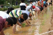 주안초등학교 모내기 체험