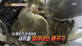 동물농장 막장드라마 방불케 하는 새끼 뻐꾸기의 생존방식