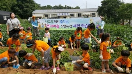 안산시 선부3동 통장협의회, 주말농장에서 가꾼 감자 수확