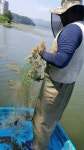 한강유역환경청, 생태계교란 어류·식물 제거