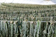 가평 희복마을 공동일터 벌말 시래기 판매 개시