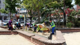 안산시 선부2동 석수초 담장에 야생화 심어