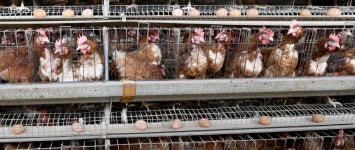 7년 전 살충제 지적했는데 … 당국 무방비