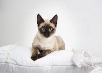 서울호서예전한국고양이연맹, 무마취 고양이 미용&애묘 표준 세미나