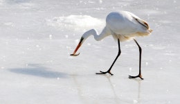 노랑부리 백로 한파에 사는 법