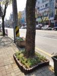 안산시 선부2동 봄기운 만끽하는 가로수 화단 조성
